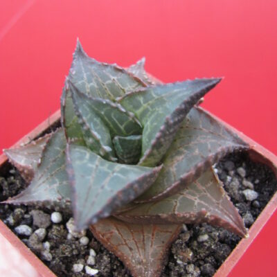 Haworthia  tesellata    IB 6406