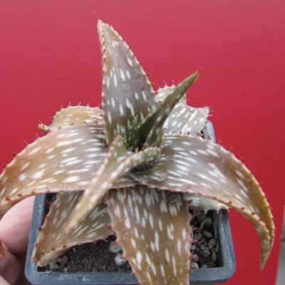 Aloe somaliense