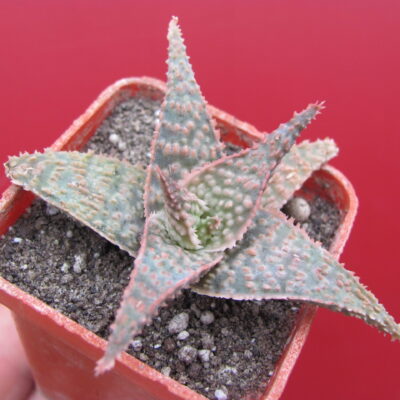 Aloe Donniae  hybr.