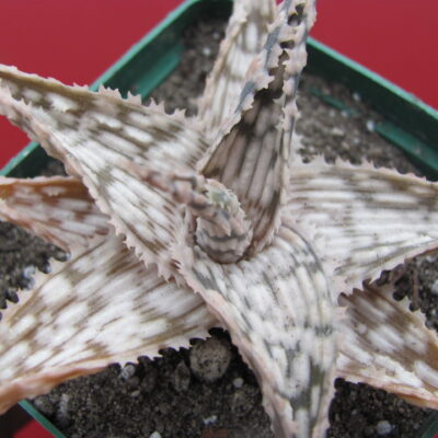 Aloe hybr.