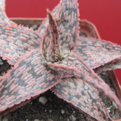 Aloe  hybr.