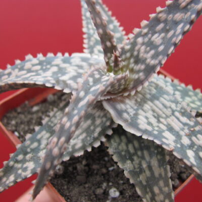 Aloe  hybr.