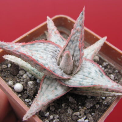 Aloe hybr.   *White*   ( hybrid Lipskiy )
