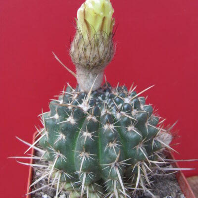Notocactus  turecekianus