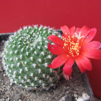 Rebutia krainziana