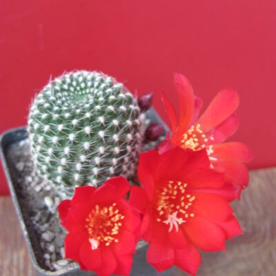 Rebutia krainziana