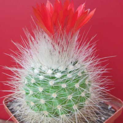 Parodia nivosa