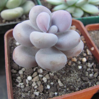 Pachyphytum Pink