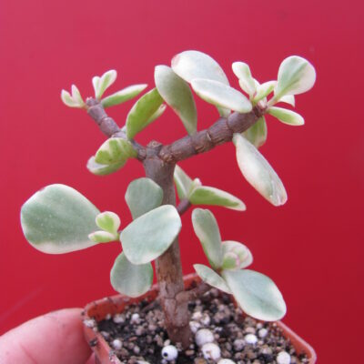 Portulacaria afra variegata