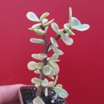 Portulacaria afra variegata