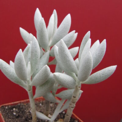 Senecio haworthioides