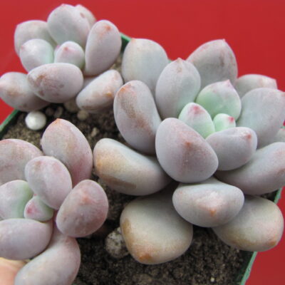 Pachyphytum oviferum hybr. #100