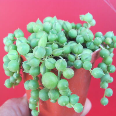 Senecio rowleyanus