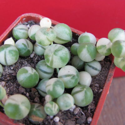 Senecio rowleyanus variegata