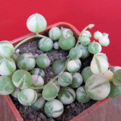 Senecio rowleyanus variegata