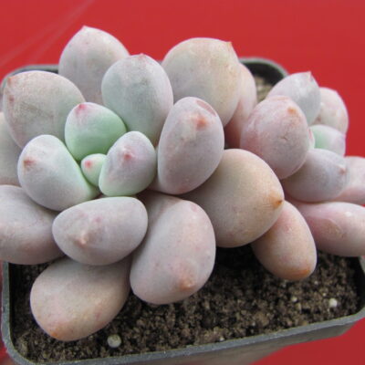 Pachyphytum oviferum hybr. #100 ( hybrid Lipskiy )