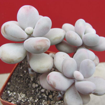 Pachyphytum Pink
