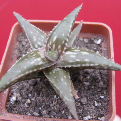 Aloe jucunda