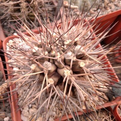 Gymnocalycium stuckertii L439 -MG-seeds-насіння-