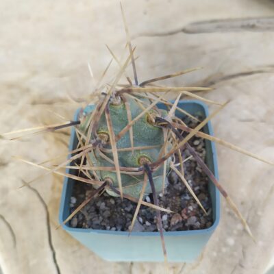 Tephrocactus alexanderi