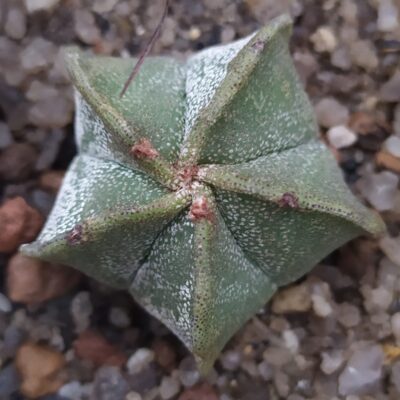 Astrophytum myriostigma