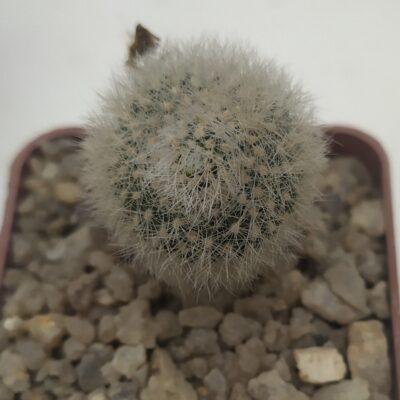 Rebutia muscula