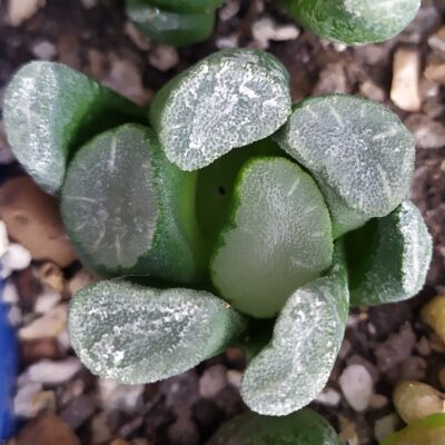 Haworthia maughanii MG 39.08