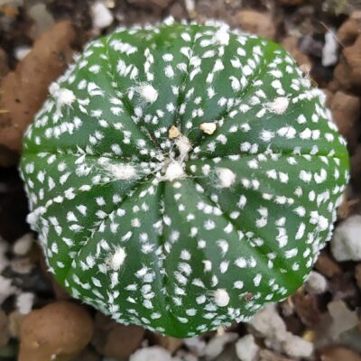 Astrophytum asterias Superkabuto