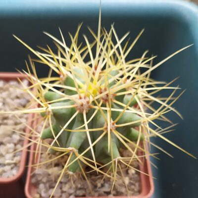 Ferocactus glaucescens