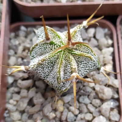 Astrophytum ornatum