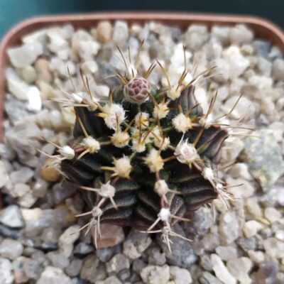 Gymnocalycium friedrichii