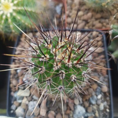Lobivia aurea v.fallax
