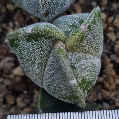 Astrophytum myriostigma v.tricostatum