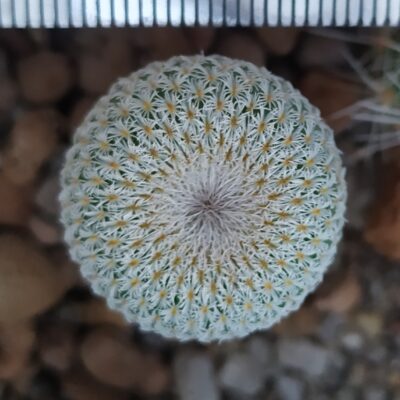 Epithelantha micromeris