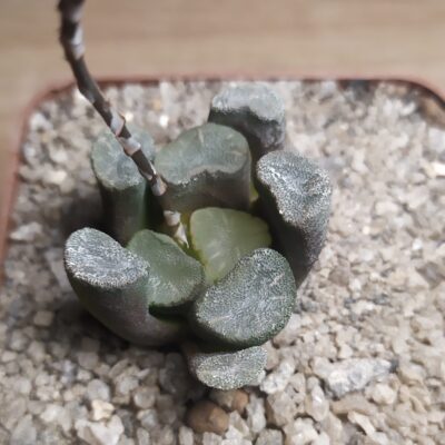 Haworthia maughanii MG 39.08