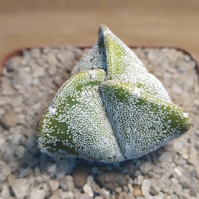 Astrophytum myriostigma v. tricostatum