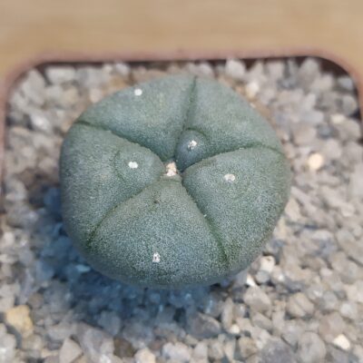 Lophophora williamsii