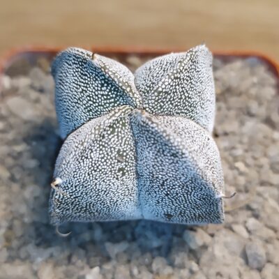 Astrophytum myriostigma quadricostatum