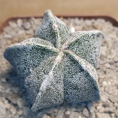 Astrophytum myriostigma