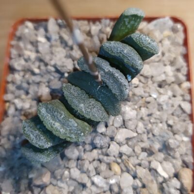 Haworthia truncata