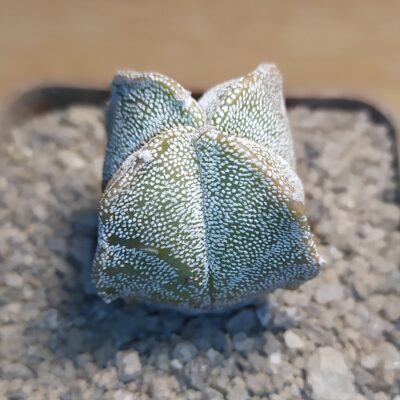 Astrophytum myriostigma quadricostatum