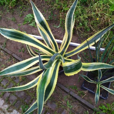 Agave americana variegata