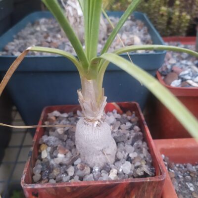 Nolina recurvata