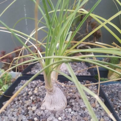 Nolina recurvata
