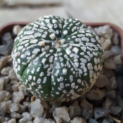 Astrophytum asterias ‘Super Kabuto’