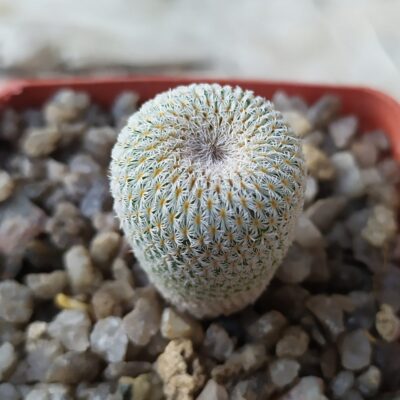 Epithelantha micromeris