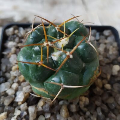 Coryphantha elephantidens