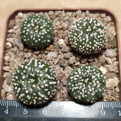Astrophytum asterias cv. Super Kabuto