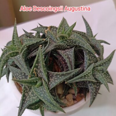 Aloe Descoingsii Augustina