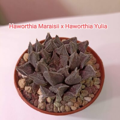 Haworthia Maraisii x Haworthia 'Yulia'